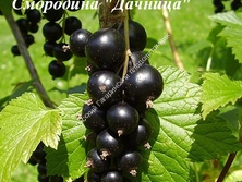 Смородина Дачница