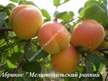 Абрикос Мелитопольский ранний