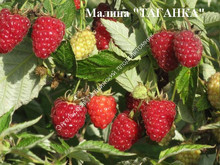 Малина Таганка Малина Таганка