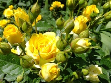 Роза Сфинкс