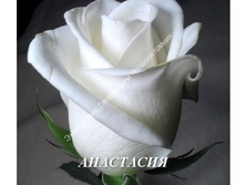 Роза Анастасия