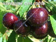 Черешня Алмазная