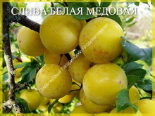 Слива Белая медовая Слива Белая медовая