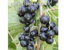 Смородина Перун