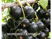 Смородина Ядреная