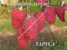 Малиновое дерево Таруса Малиновое дерево Таруса