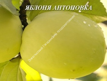 Яблоня Антоновка обыкновенная