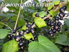 Смородина Багира