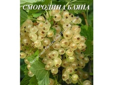 Смородина Баяна
