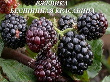 Ежевика Бесшипная красавица Ежевика Бесшипная красавица