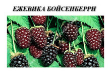 Ежевика Бойсенберри Ежевика Бойсенберри