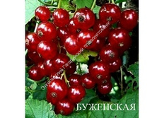 Красная смородина БУЖЕНСКАЯ