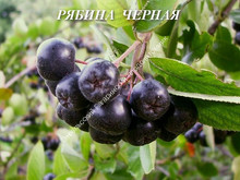 Рябина черная Рябина черная