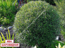 Ива шаровидная Ива шаровидная