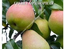 Груша Мраморная