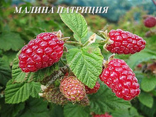 Малина Патриция Малина Патриция