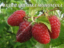 Малина Шапка Мономаха