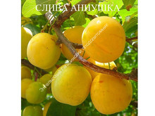 Слива АННУШКА желтая Слива АННУШКА желтая