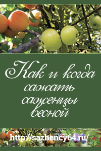 Как сажать саженцы