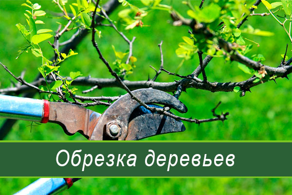 Обрезка деревьев