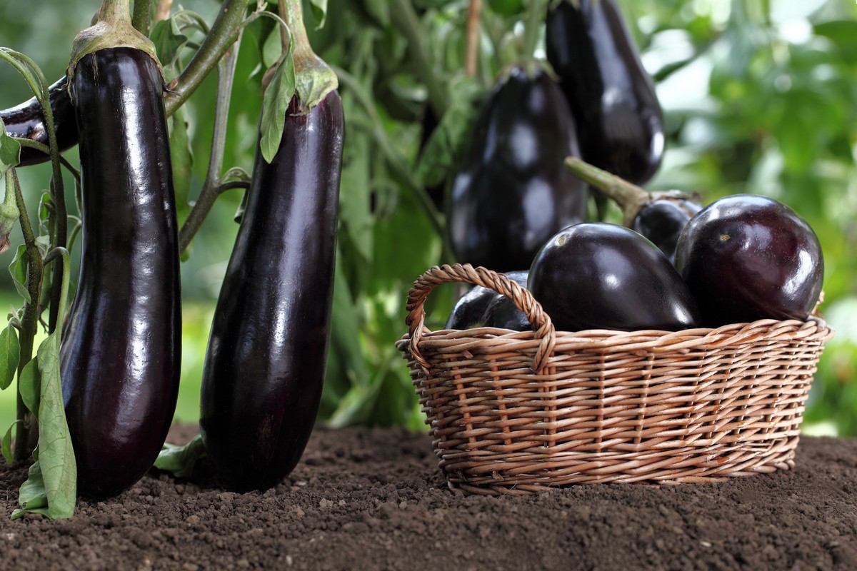 что сажать в феврале на рассаду что сажать в феврале на рассаду