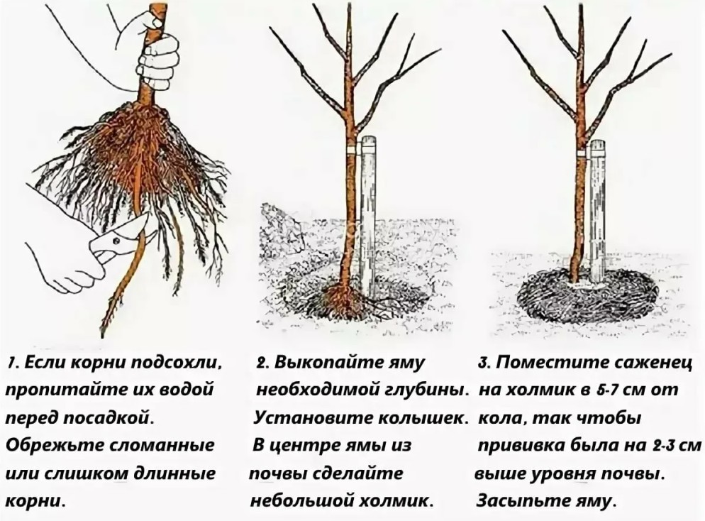 как правильно посадить саженец яблони летом